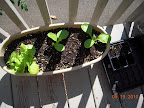 6 week buttercrunch, 4 week chinese cabbages, only one spinach cell sprouted (black 6-pack)