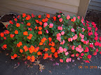 shady lady cancun mix impatiens still going strong - planted out 5.5 months ago, before the daffodils bloomed