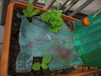 9.5 week Chinese cabbages, 7 week buttercrunch lettuce