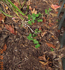 5 week sugar snap peas