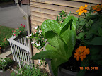 9 week romaine, 11 week zinnias in full bloom