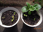 3 week korean curl lettuces, one last toy choi I should just throw out.