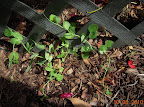 6 week sugar snap peas