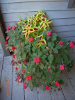 coleus and impatiens pot - at least one of those was from last year