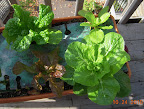 9 week korean curl lettuces and chinese cabbage - are they done yet?