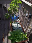 carmen pepper (no fruit) and 2 chinese cabbages - small one is an aphid trap, ish (12 weeks?)