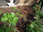 12 week Chinese cabbage finally starting to look like a cabbage