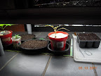 seedling shelf getting full - 1 week flower flats (vinca x 2, impatiens), 6 week vinca, 4.5 week pepper, 3 week tomato, fresh-planted chard 6-pack