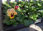 9 week pansies, pandora's box and first antique shades pansies starting to bloom. Hardening outside days.