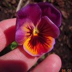 11 week pansies - my favorite bloom