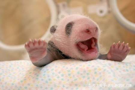 功夫熊貓，Kung Fu Panda，kuso圖文，panda,wiki,貼圖