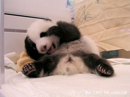 功夫熊貓，Kung Fu Panda，kuso圖文，panda,wiki,貼圖