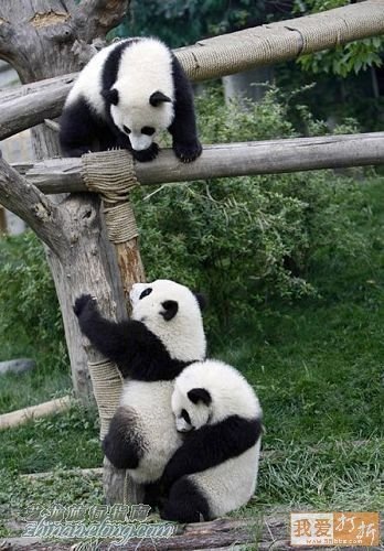 功夫熊貓，Kung Fu Panda，kuso圖文，panda,wiki,貼圖