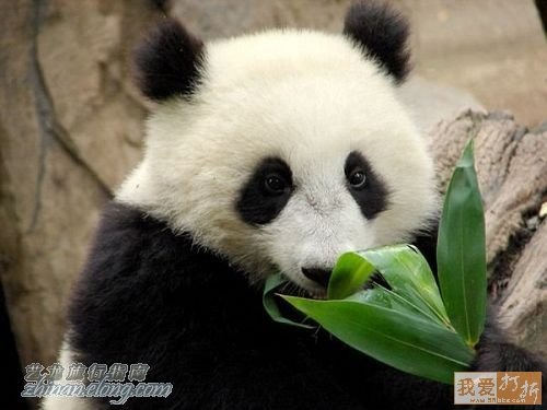 熊貓，kuso圖文，panda,wiki,貼圖