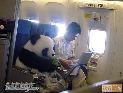 功夫熊貓，Kung Fu Panda，kuso圖文，panda,wiki,貼圖