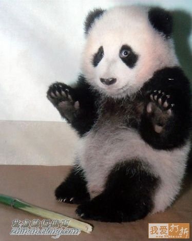 功夫熊貓，Kung Fu Panda，kuso圖文，panda,wiki,貼圖