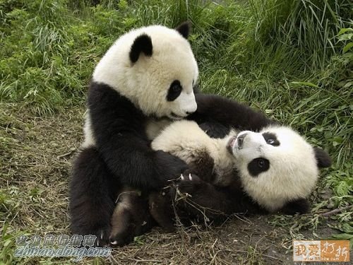 功夫熊貓，Kung Fu Panda，kuso圖文，panda,wiki,貼圖