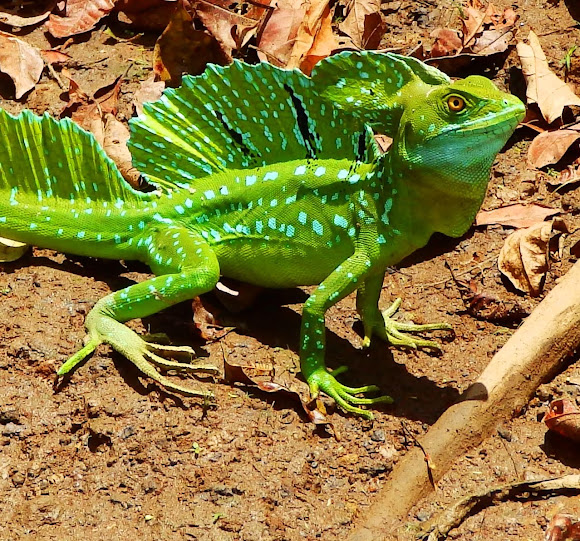 Plumed basilisk male Project Noah
