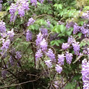 Wisteria