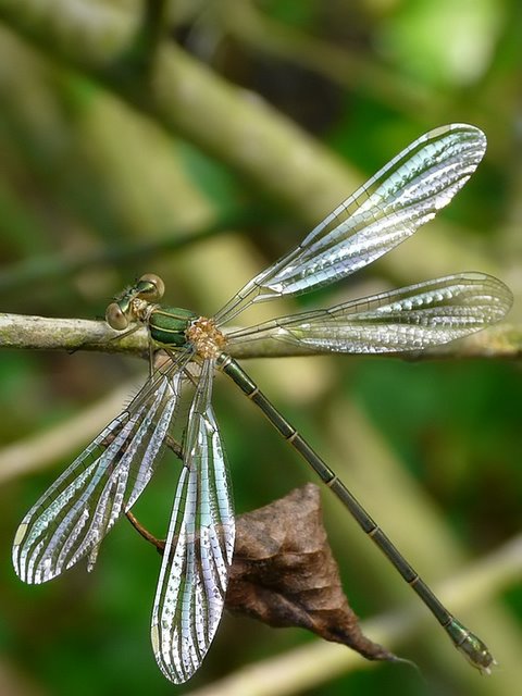 Best Of The Best 2009 Agrion2_filtered