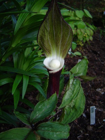 [Arisaema sikokianum 1[2].jpg]