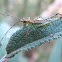 Scudder's Bush Katydid Nymph
