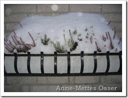 IMG_8885 IMG_8885