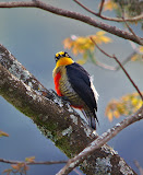 Yellow-fronted Woody.jpg