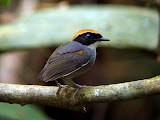 black-cheeked-gnateater-na.jpg