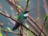 white-throated-hummer-na.jpg