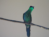 IMG_0154.JPG