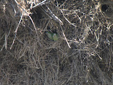 IMG_0520.JPG