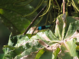 IMG_0921.JPG