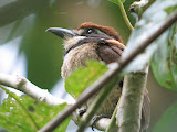 IMG_1118.JPG