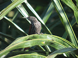 IMG_1426.JPG