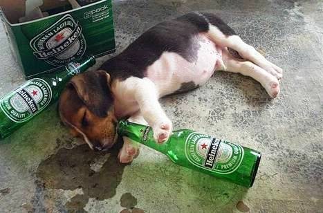 [anjing mabuk[4].jpg]