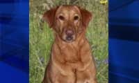 [kitty-hawk-dog-mauling[16].jpg]