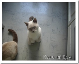О кошачьих колбасках и цирковых способностях О кошачьих колбасках и цирковых способностях