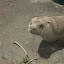 Otter raising head from nap