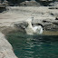 Polar Bear at play