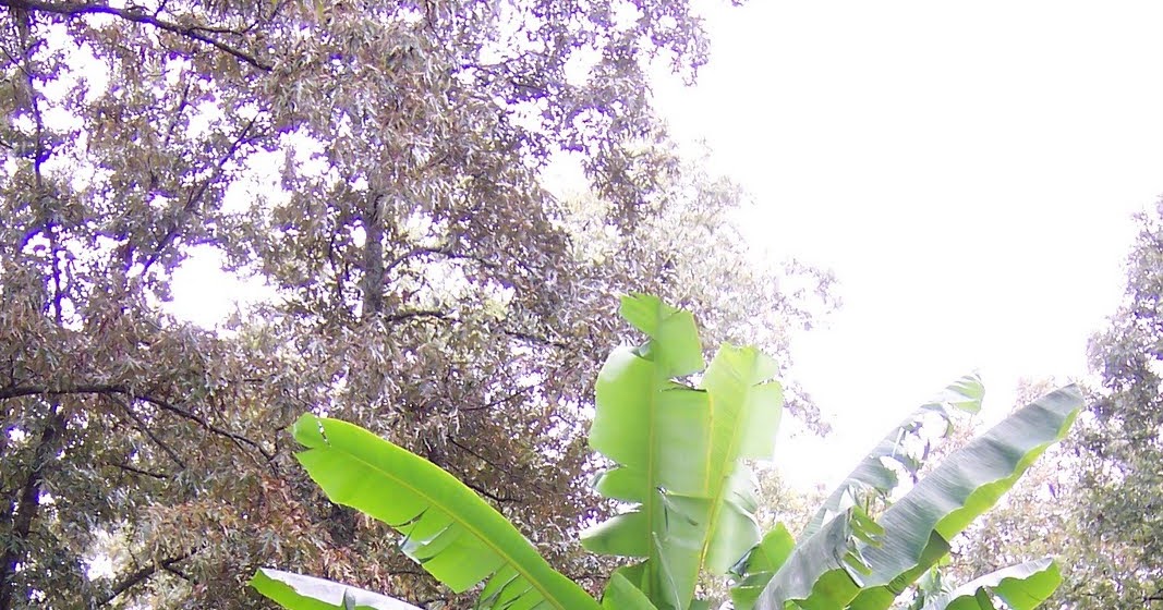 In the Garden Banana Trees Grow Very Happily in Tennessee