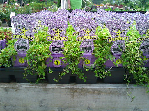 creeping mazusmazus repens