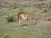 Ein Guanaco in den Torres del Paine
