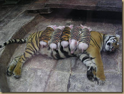 tigerpig2