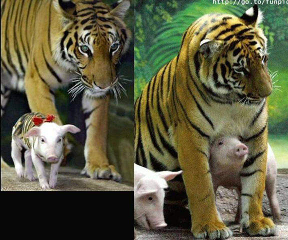 [tigerpig4.png]