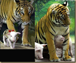 tigerpig4