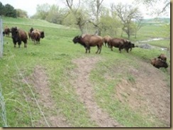 buffalo1