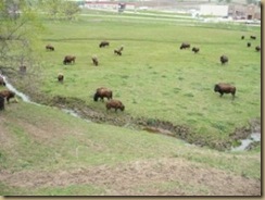 buffalo4