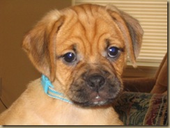 lucy puppy