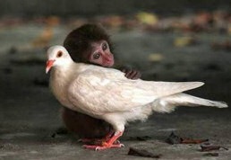 [monkey_bird[2].jpg]